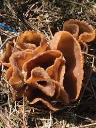 Attēlu rezultāti vaicājumam “Peziza repanda”