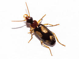 Attēlu rezultāti vaicājumam “Dromius quadrimaculatus”