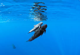 Image result for Globicephala melas