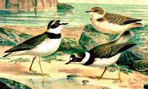 Attēlu rezultāti vaicājumam “Charadrius dubius adult”