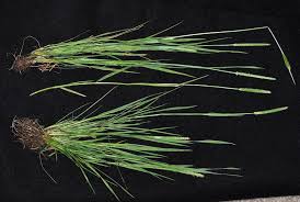 Attēlu rezultāti vaicājumam “Alopecurus aequalis leaf”