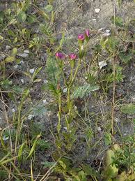 Attēlu rezultāti vaicājumam “Centaurium littorale leaf”