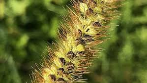 Attēlu rezultāti vaicājumam “Setaria glauca”