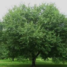 Attēlu rezultāti vaicājumam “Malus mandshurica”