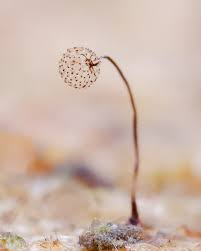 Attēlu rezultāti vaicājumam “Cribraria pertenuis macro”