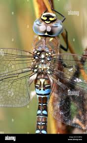 Attēlu rezultāti vaicājumam “Aeshna mixta male”