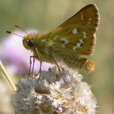Attēlu rezultāti vaicājumam “Hesperia comma underside”
