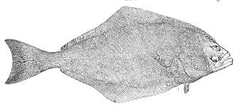 Image result for Hippoglossus hippoglossus