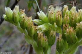Attēlu rezultāti vaicājumam “Jovibarba globifera bud”
