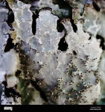 Attēlu rezultāti vaicājumam “Parmelia submontana”