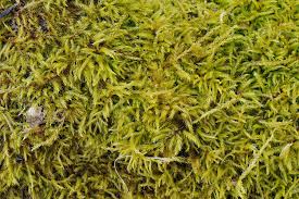 Attēlu rezultāti vaicājumam “Brachythecium campestre”