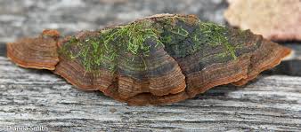 Attēlu rezultāti vaicājumam “Hymenochaete rubiginosa”