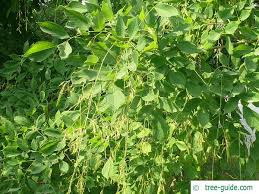 Attēlu rezultāti vaicājumam “Cladrastis kentukea leaf”