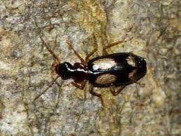 Attēlu rezultāti vaicājumam “Dromius quadrimaculatus”