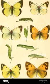 Attēlu rezultāti vaicājumam “Colias palaeno”