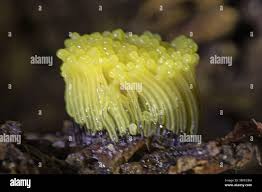 Attēlu rezultāti vaicājumam “Stemonitis flavogenita”