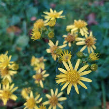 Attēlu rezultāti vaicājumam “Jacobaea vulgaris flower”