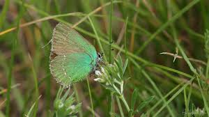 Attēlu rezultāti vaicājumam “Theclinae”