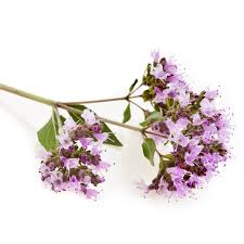 Attēlu rezultāti vaicājumam “Origanum majorana flower”