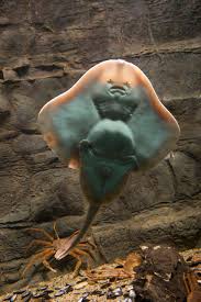 Image result for Leucoraja ocellata