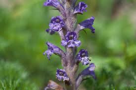 Attēlu rezultāti vaicājumam “Orobanche coerulescens flower”