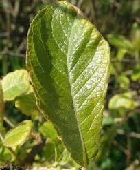 Attēlu rezultāti vaicājumam “Salix aurita leaf”