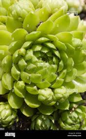 Attēlu rezultāti vaicājumam “Jovibarba globifera fruit”