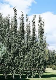 Attēlu rezultāti vaicājumam “Populus tremula”