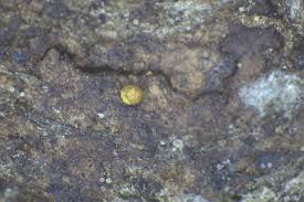 Attēlu rezultāti vaicājumam “Ophiotheca chrysosperma”