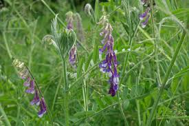 Attēlu rezultāti vaicājumam “Vicia”