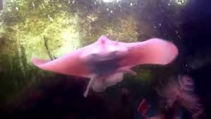 Image result for Raja asterias