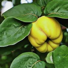 Attēlu rezultāti vaicājumam “Cydonia oblonga fruit”