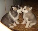 Dog Eat Dog World Funny Picture - Dog Eat Dog World Funny Pic