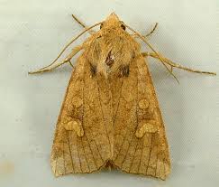 Attēlu rezultāti vaicājumam “Amphipoea”