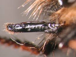 Attēlu rezultāti vaicājumam “Laphria gibbosa”