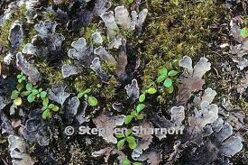 Attēlu rezultāti vaicājumam “Peltigera canina”