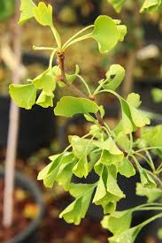 Attēlu rezultāti vaicājumam “Ginkgo biloba leaf”