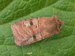 Attēlu rezultāti vaicājumam “Diarsia florida”