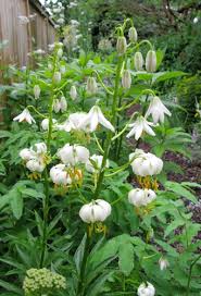 Image result for Lilium martagon Alba