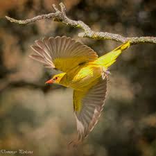 Attēlu rezultāti vaicājumam “Oriolus oriolus male”