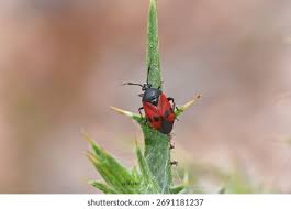 Attēlu rezultāti vaicājumam “Corizus hyoscyami imago”