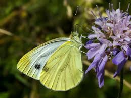 Attēlu rezultāti vaicājumam “Pieris napi underside”