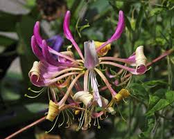 Attēlu rezultāti vaicājumam “Lonicera caprifolium”