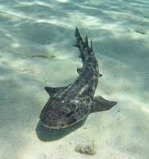 Image result for Scyliorhinus stellaris