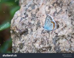 Attēlu rezultāti vaicājumam “Plebejus argyrognomon underside”