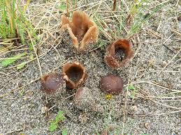 Attēlu rezultāti vaicājumam “Peziza ammophila”