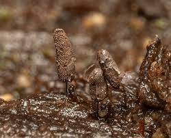 Attēlu rezultāti vaicājumam “Stemonitopsis hyperopta var. landewaldii”