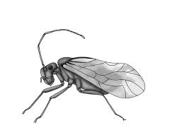 Attēlu rezultāti vaicājumam “Psocoptera”