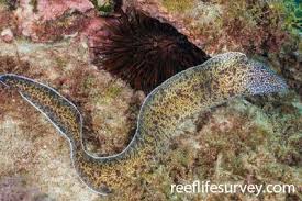 Image result for Gymnothorax vicinus