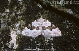 Attēlu rezultāti vaicājumam “Xanthorhoe montanata”